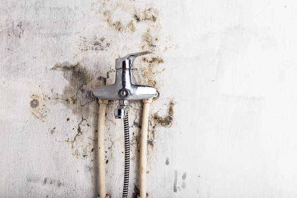  Paducah, KY Mold Removal Pros