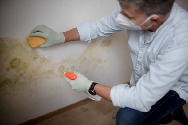 Mold Removal Process in Paducah, KY