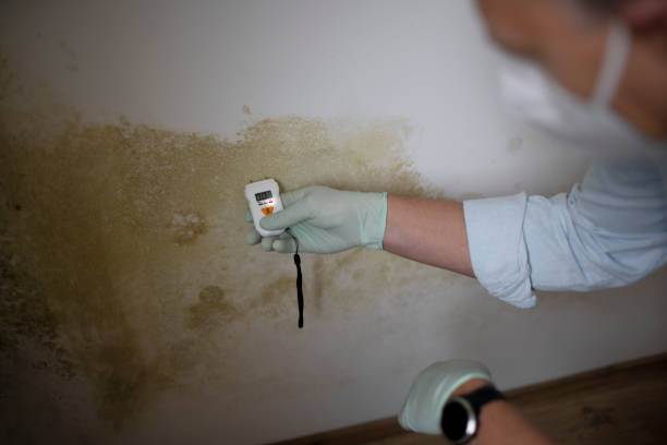 Best Professional Mold Removal  in Paducah, KY