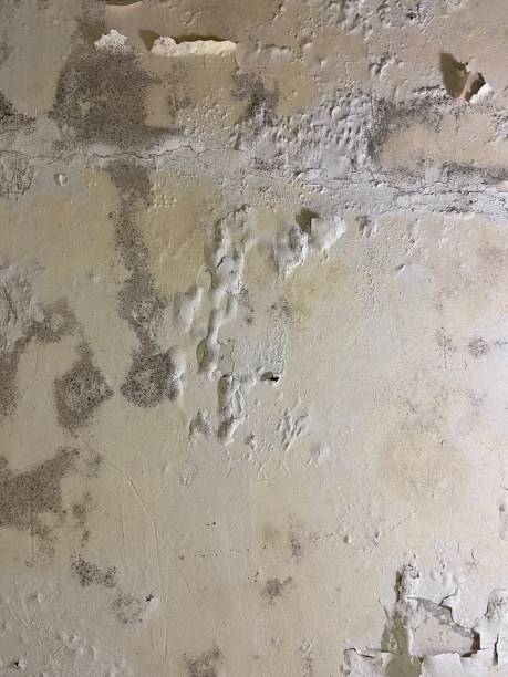 Best Emergency Mold Removal  in Paducah, KY
