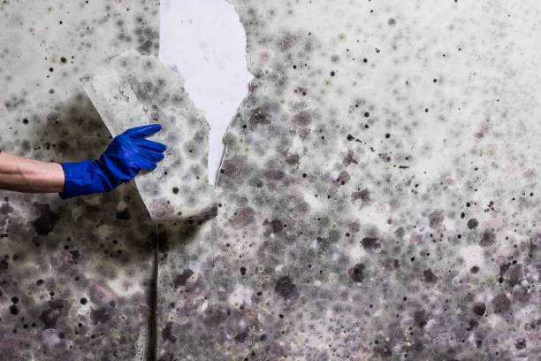 Best Crawl Space Mold Removal  in Paducah, KY